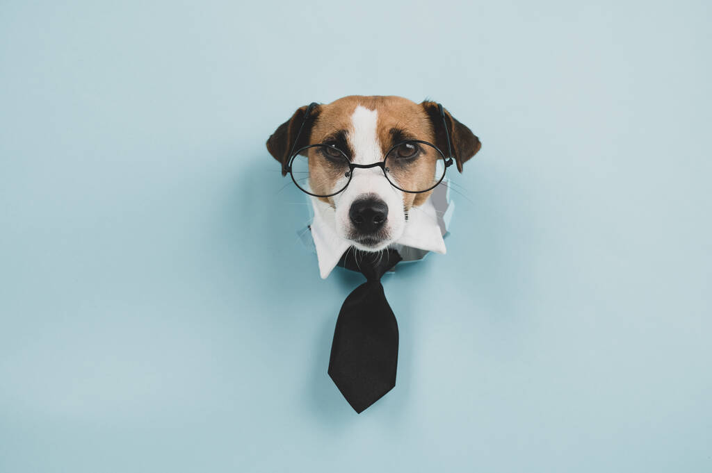 犬のジャックは眼鏡でテリアを販売し、ネクタイは青の背景に穴から出てスティック.  - 写真・画像
