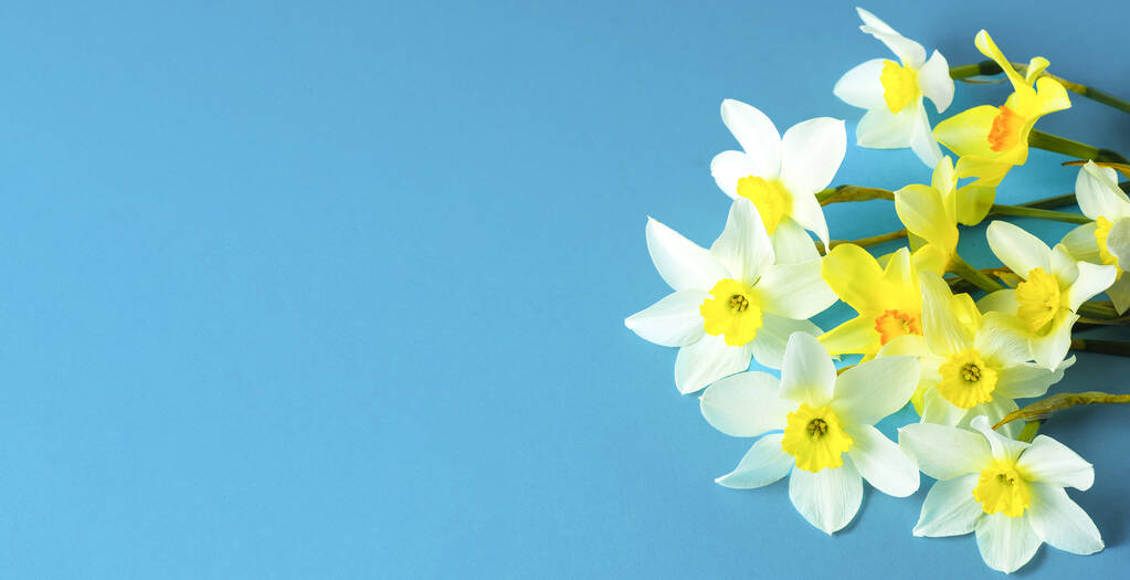 Weiße und gelbe Narzissen auf blauem Hintergrund. Blume mit orangefarbener Mitte. Frühlingsblumen. Eine einfache Narzissenknospe. Narzissenstrauß. - Foto, Bild