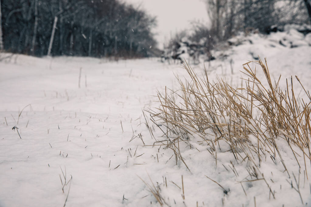 Winter Scene - Grasses and Trees in the Sno - Zdjęcie, obraz