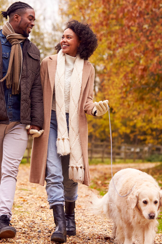秋の田舎でペットゴールデンレトリバー犬と歩くカップル - 写真・画像