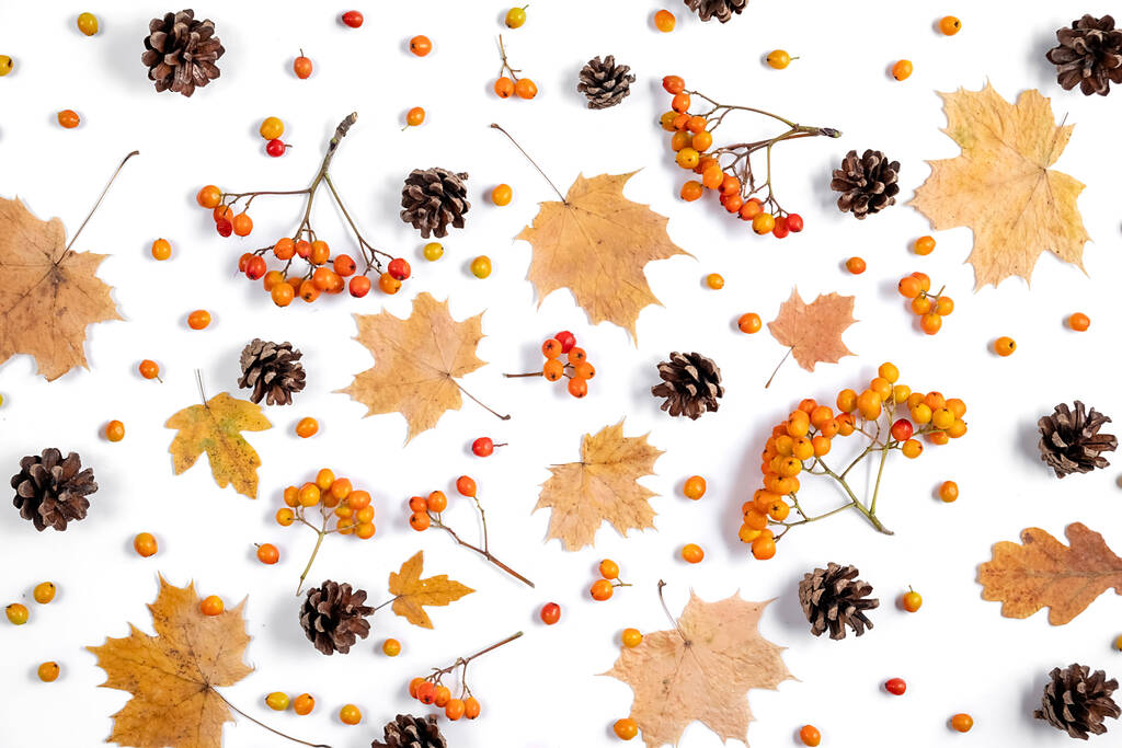 秋の創造的な組成。コピースペース付きの白いスタジオの背景の壁にメイプルの葉、コーン、小さなローワンで作られたパターン。秋、感謝祭の日のコンセプト。フラットレイアウト、トップビュー - 写真・画像