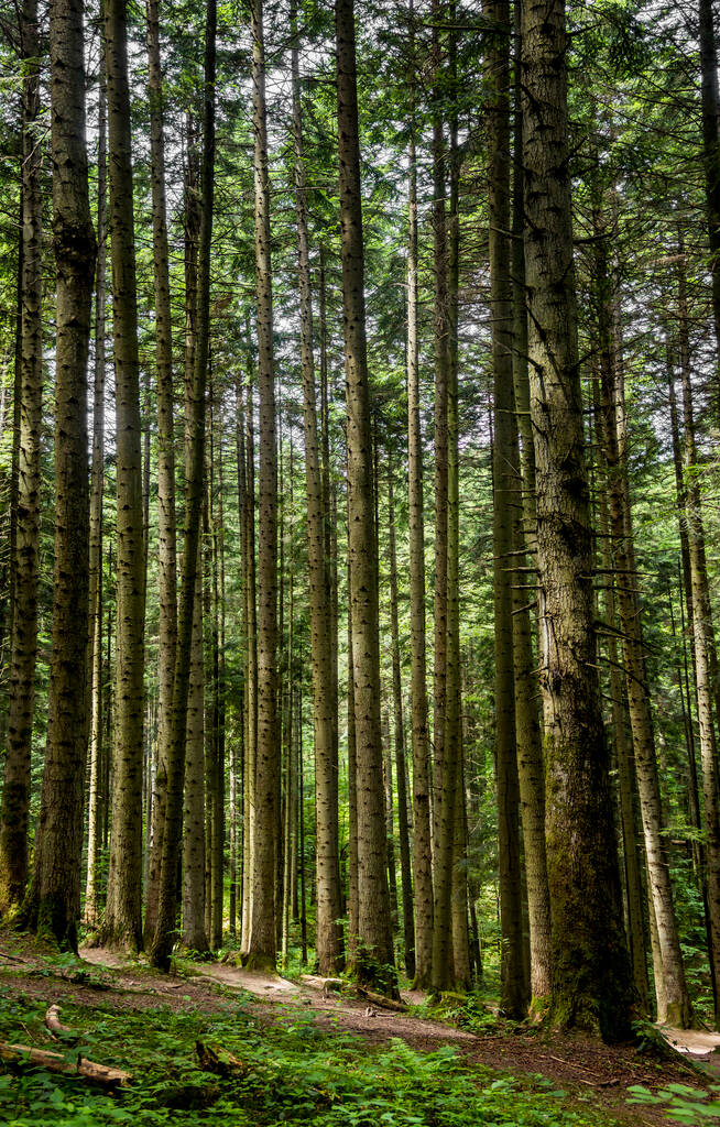 ein Fichtenwald in den ukrainischen Karpaten, Nationalpark Skole Beskiden, Gebiet Lviv der Ukraine - Foto, Bild