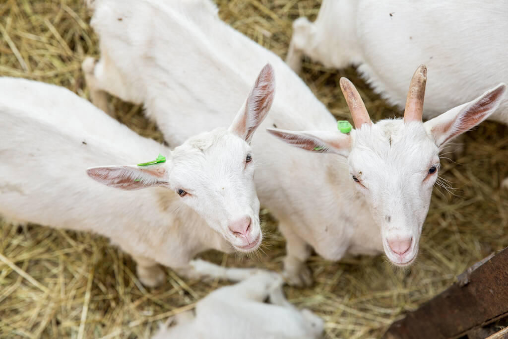 De jeunes chèvres mangeant du foin dans une étable. Élevage et élevage de bovins concept - Photo, image