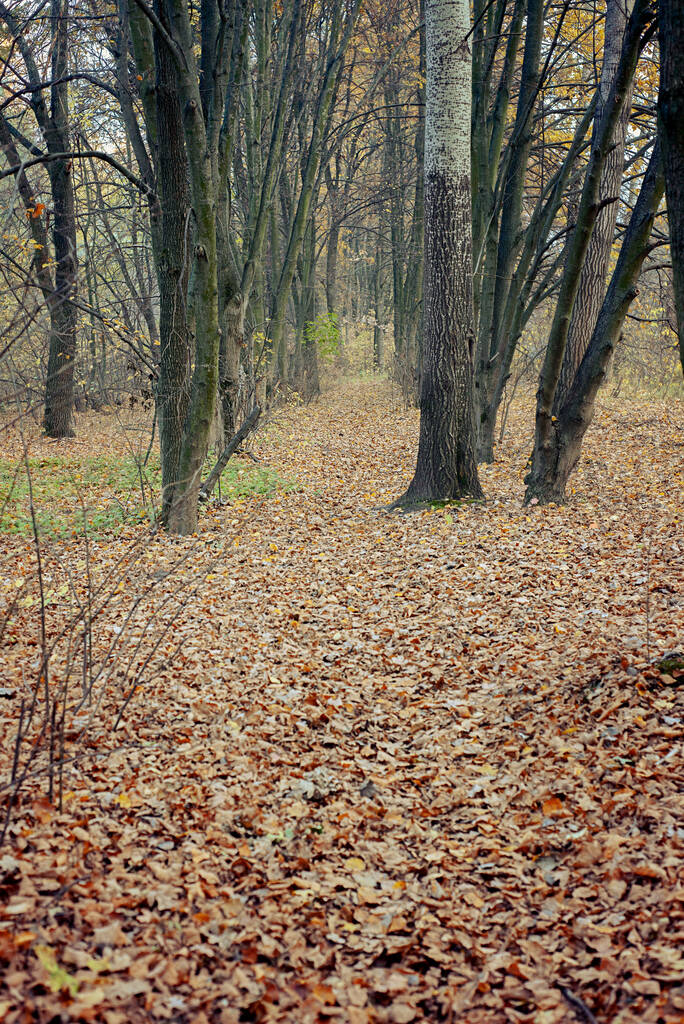 hojas amarillas de otoño en el suelo. - Foto, Imagen