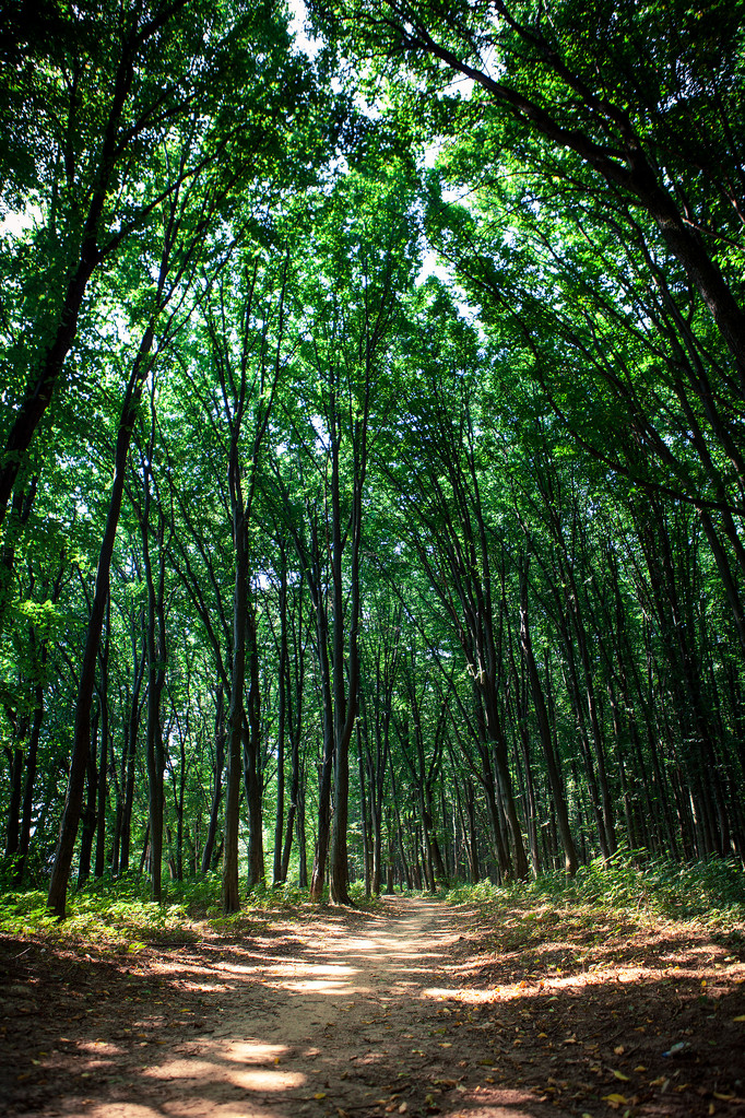 Forêt verte
 - Photo, image