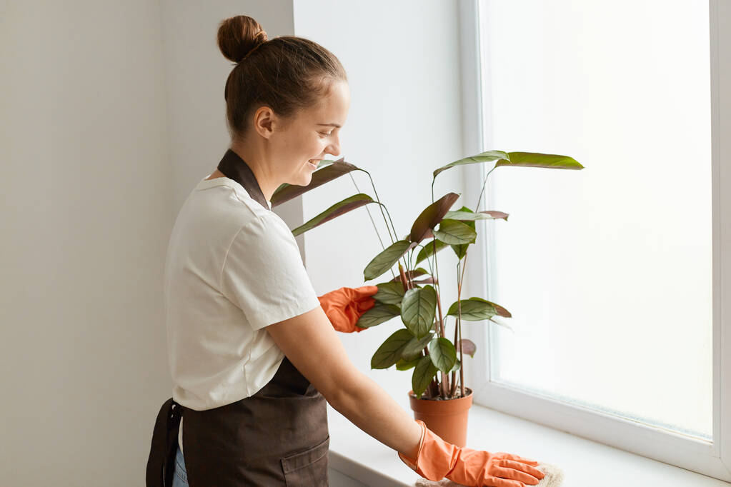 Indoor shot of woman in white t shirt and brown apron, professional house cleaning service - girl in uniform cleaning dust with cloth from flower leaf on window sill. - Zdjęcie, obraz