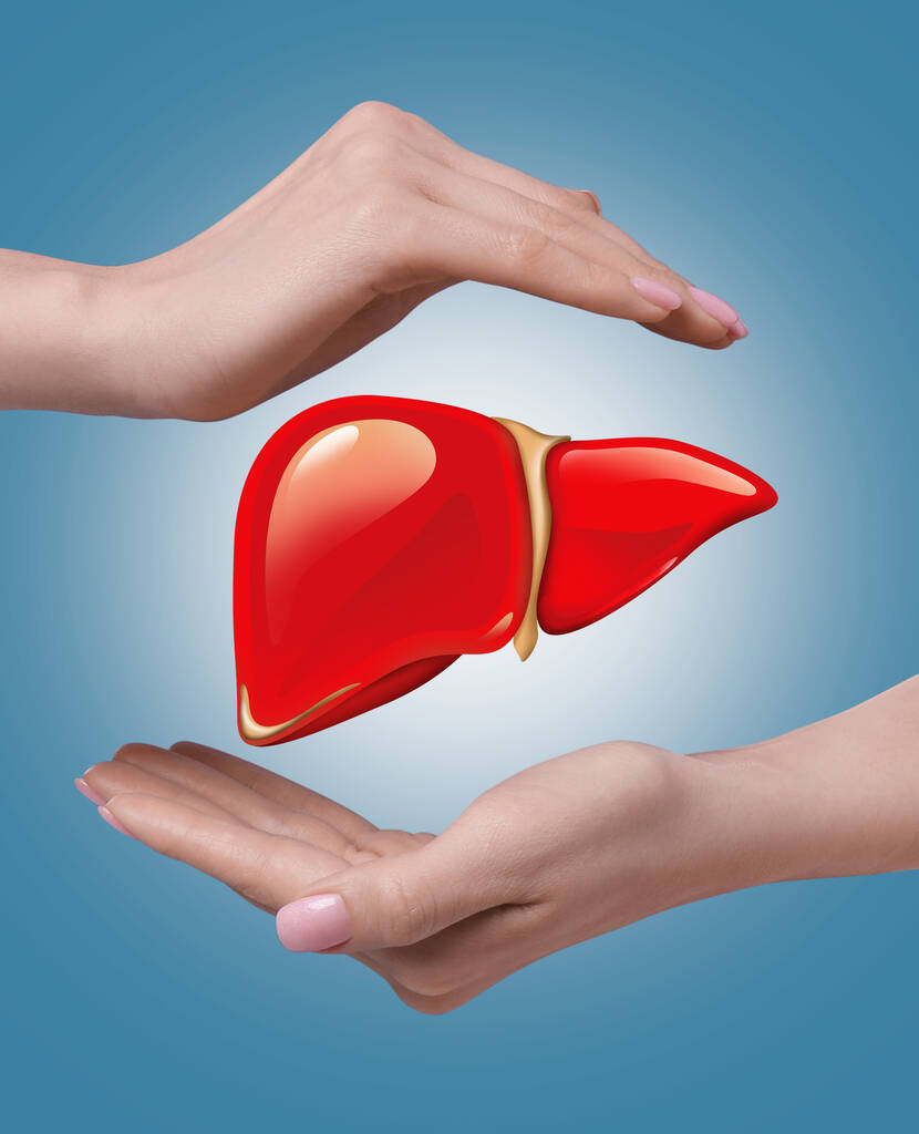 Woman holding hands around illustration of liver on light blue background, closeup - Photo, Image