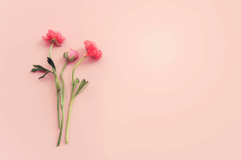 Зображення композиції з рожевих квітів зверху на пастельному фоні
 - Фото, зображення