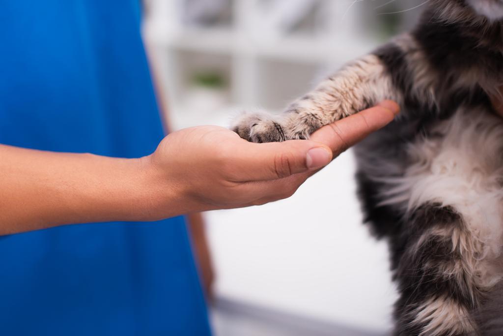 Viljelty näkymä eläinlääkärin koskettaa kissan tassu klinikalla   - Valokuva, kuva