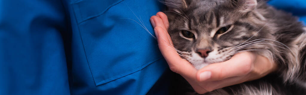 Cropped view of veterinarian touching maine coon cat in clinic, banner  - Fotó, kép