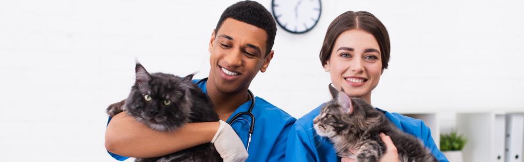 Positive interracial veterinarians in uniform holding maine coons in clinic, banner  - Zdjęcie, obraz