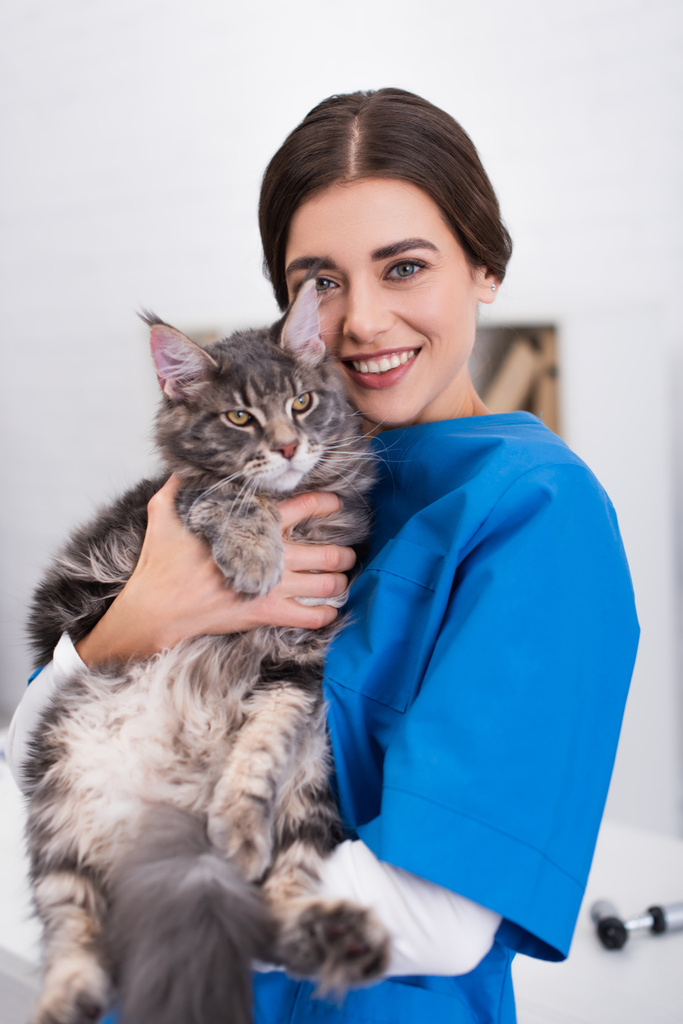 Positive doctor holding maine coon in vet clinic  - 写真・画像