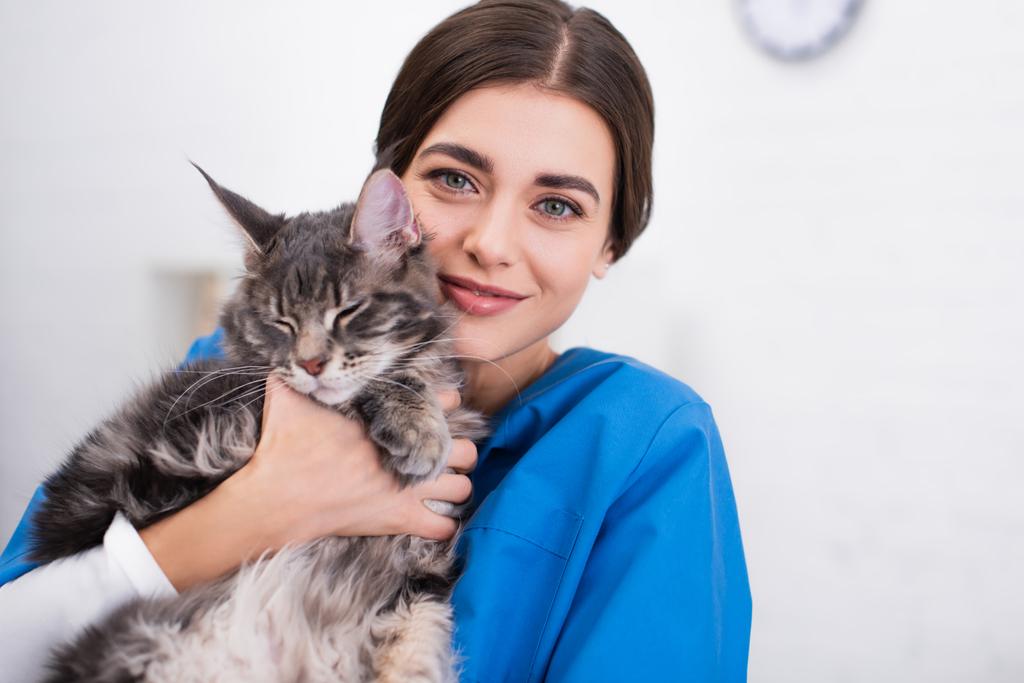 Pozitif esmer veteriner Maine Rakun Kediyi klinikte tutuyor.  - Fotoğraf, Görsel