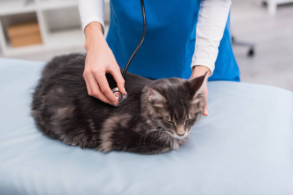 Cropped view of vet doctor holding stethoscope near maine coon on medical couch in clinic  - Φωτογραφία, εικόνα