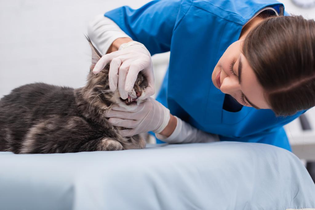 Brunette vet doctor in latex gloves examining teeth of maine coon in clinic  - Valokuva, kuva