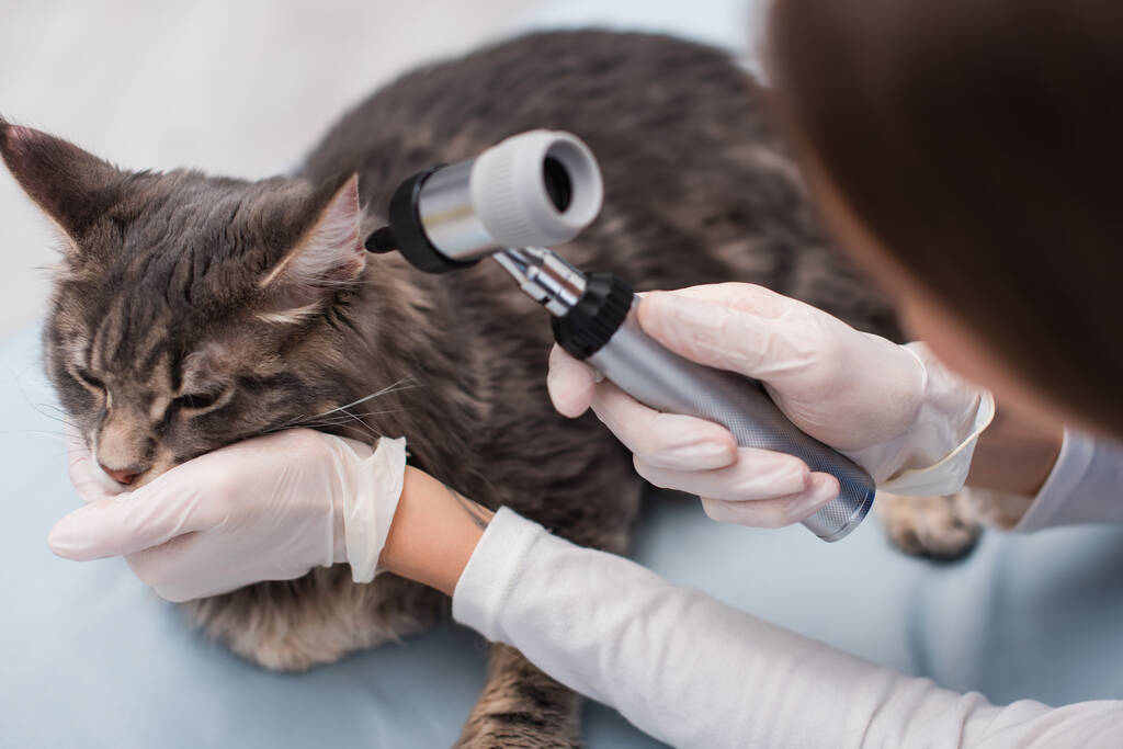 Vista de ángulo alto del médico borroso en guantes de látex que examinan mapache con otoscopio en la clínica  - Foto, Imagen