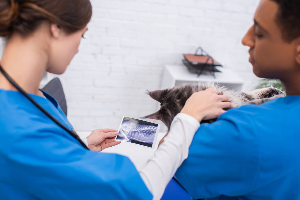 Blurred multiethnic veterinarians holding maine coon and ultrasound scan in clinic  - Photo, Image