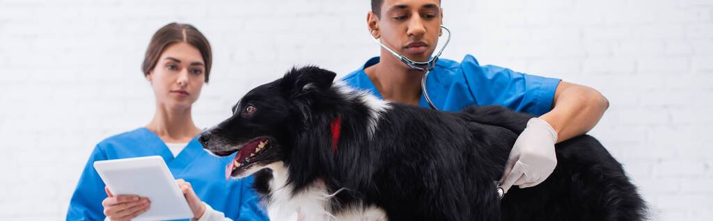 Médico veterinario afroamericano examinando frontera collie con estetoscopio cerca colega con tableta digital en clínica, bandera  - Foto, imagen