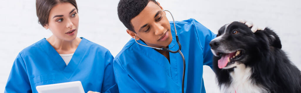 Veterinář držící digitální tablet poblíž afrického amerického kolegy ve stetoskopu a hraniční kolie na klinice, banner  - Fotografie, Obrázek