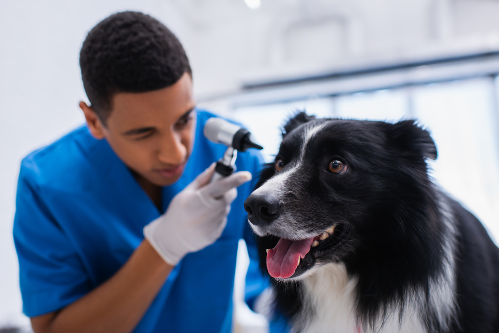 Border collie looking away near blurred african american veterinarian with otoscope in vet clinic  - 写真・画像