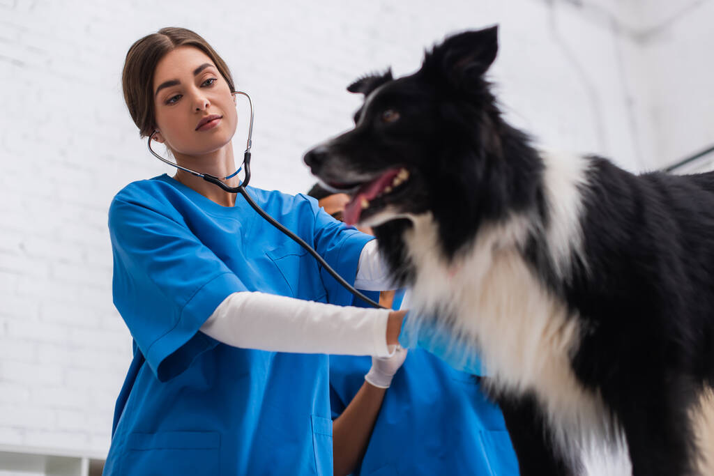 Low angle view of doctor in uniform examining border collie in veterinary clinic - Foto, afbeelding