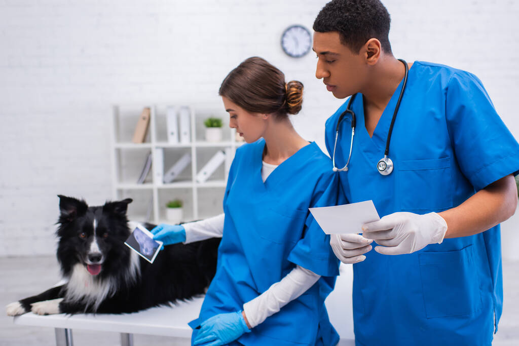 Interracial vet doctors holding ultrasound scans and looking at blurred border collie in clinic  - Foto, afbeelding
