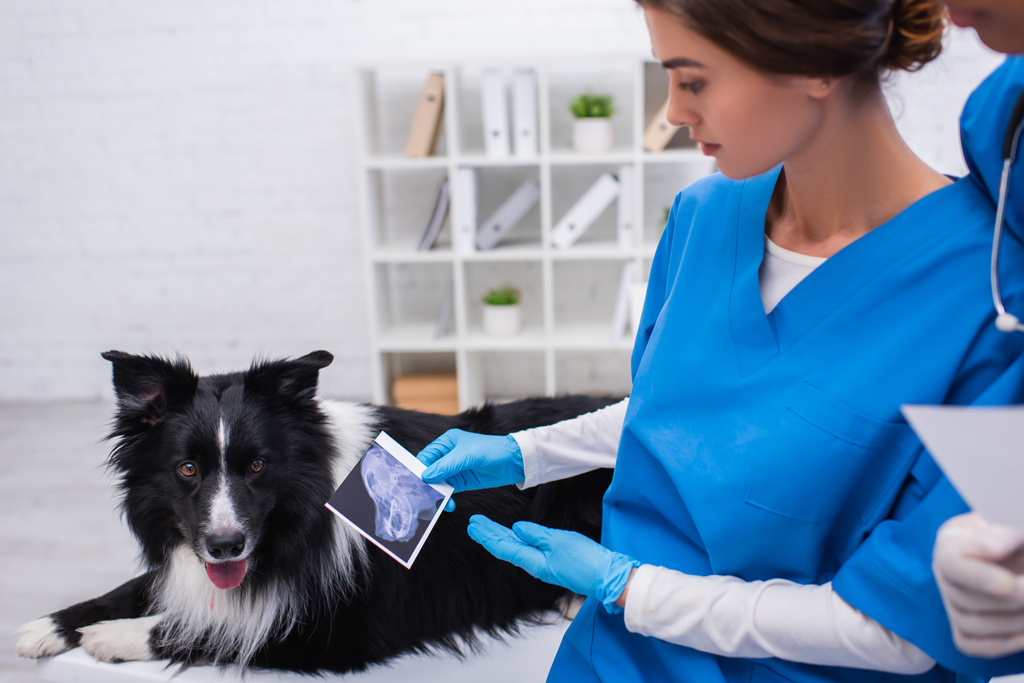 Veterinarian pointing at ultrasound scan near african american colleague and border collie in clinic  - Fotografie, Obrázek
