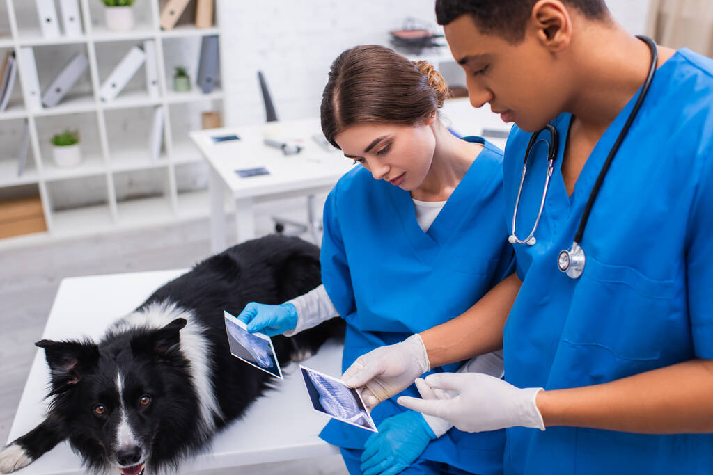Interracial vet doctors holding ultrasound scans near border collie dog in clinic  - Фото, изображение