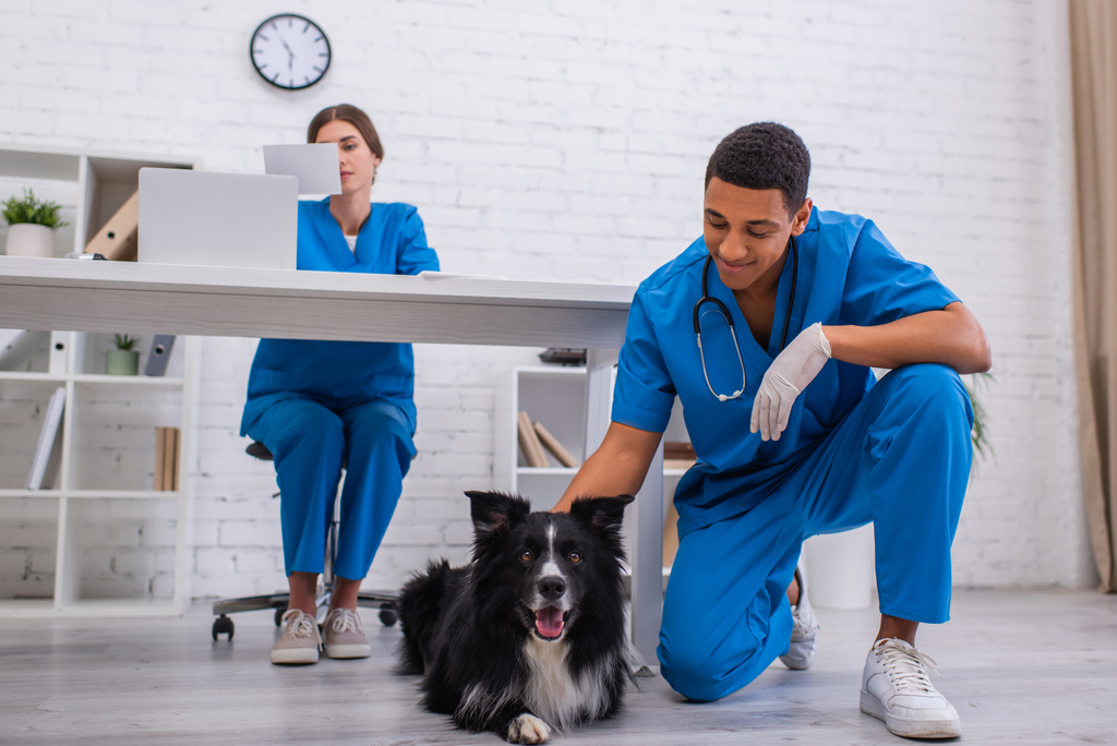 Smiling african american vet doctor petting border collie near blurred colleague in clinic  - Photo, image