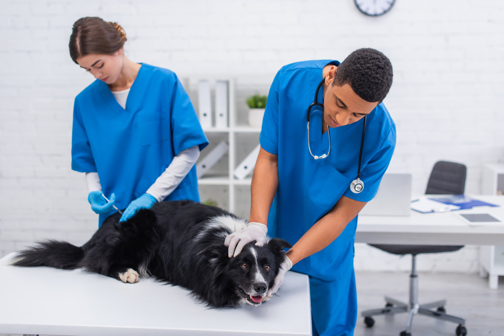 African american doctor petting border collie dog near colleague doing vaccination on table in vet clinic  - Foto, Bild