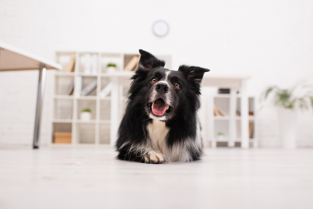 Surface level of border collie lying on floor in vet clinic  - Фото, изображение