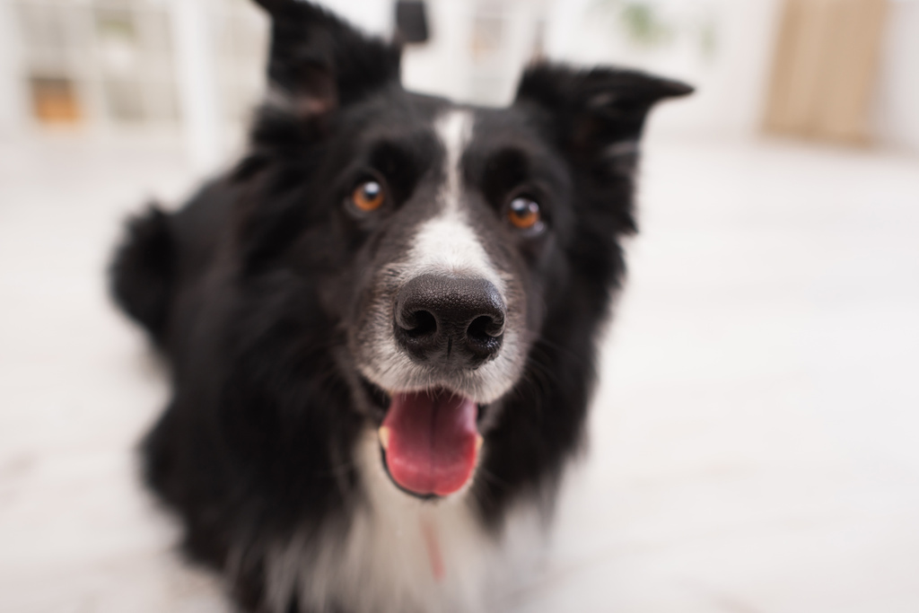 Close up view of nose of blurred border collie in clinic  - Fotoğraf, Görsel