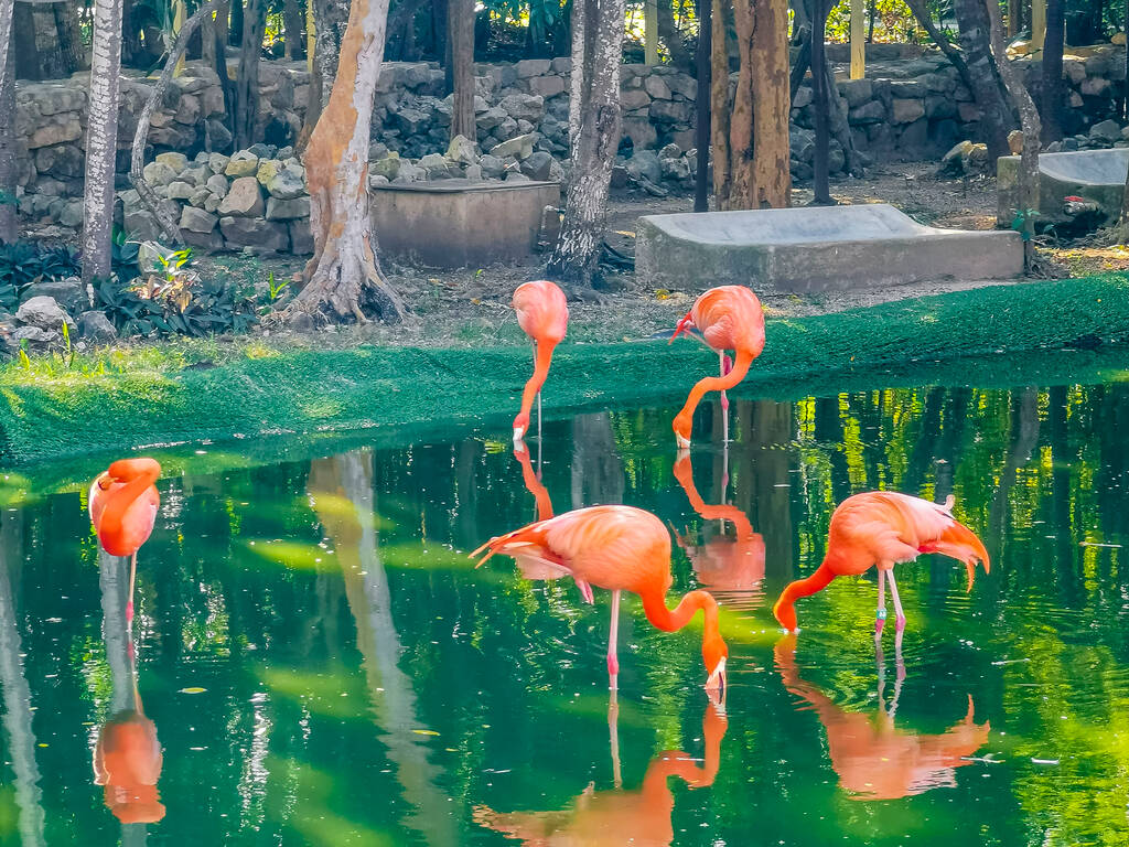 Pink flamingos in pond lake in luxury resort in Quintana Roo Mexico. - Φωτογραφία, εικόνα