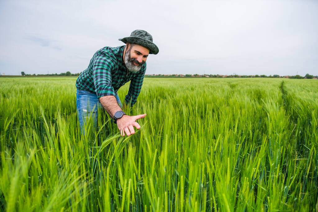 Happy farmer is standing in his growing wheat field. - Foto, imagen
