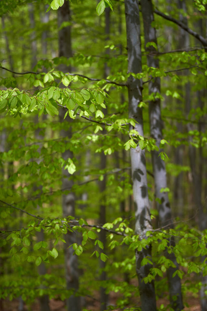 Beech forest in the summer, vertical landscape shot - Foto, Imagen