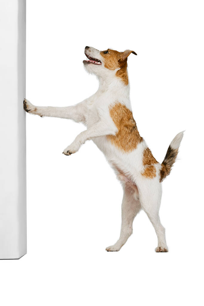 Retrato del lindo perro de pelo corto Jack Russell terrier posando aislado sobre fondo blanco. Concepto de animal, raza, veterinario, salud y cuidado - Foto, imagen