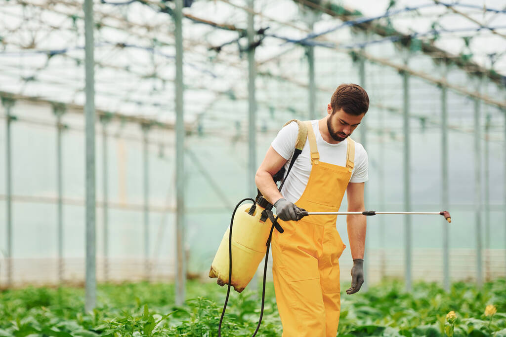 Young greenhouse worker in yellow uniform watering plants by using special equipment inside of hothouse. - Foto, Bild