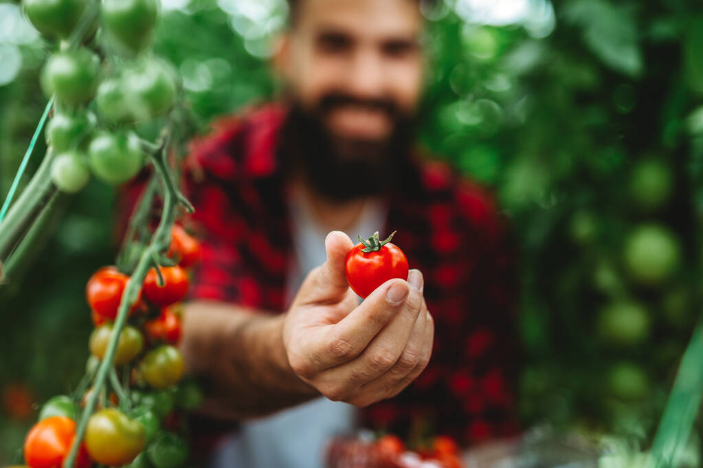 Kasvihuone yrittäjä mies kerää tuoreita tomaatteja. Ammattimies poimii makeita vihanneksia maaseudulla maatilalla. Luonnonmukaisen maatalouden käsite - Valokuva, kuva