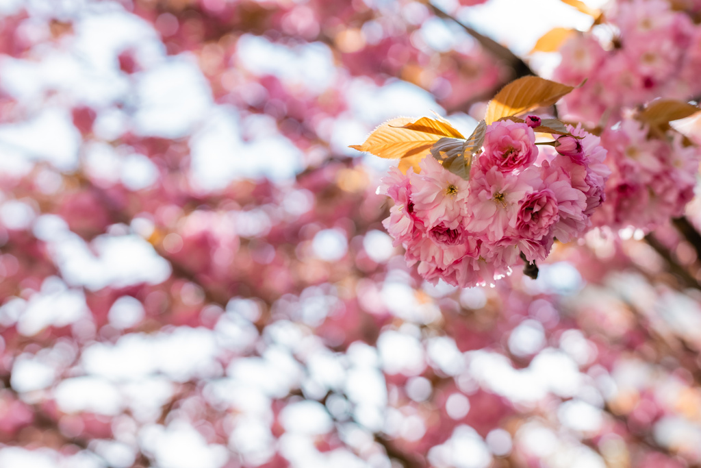 背景がぼやけたピンクの桜の花を咲かせ - 写真・画像