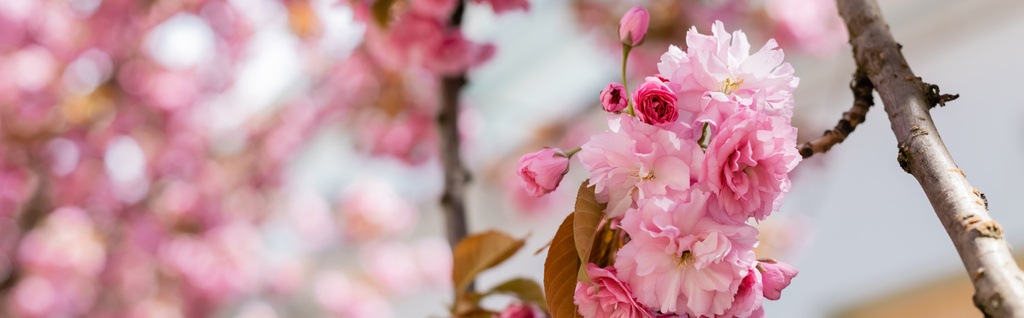 close up of blooming flowers on twig of cherry tree, banner - Photo, Image