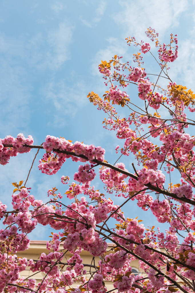 blooming pink flowers on branches of cherry tree against sky - Photo, Image