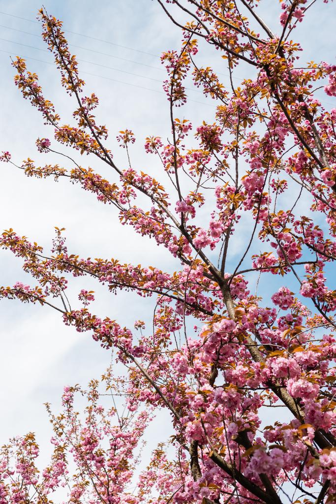 blossoming pink flowers on branches of cherry tree against sky - Photo, Image