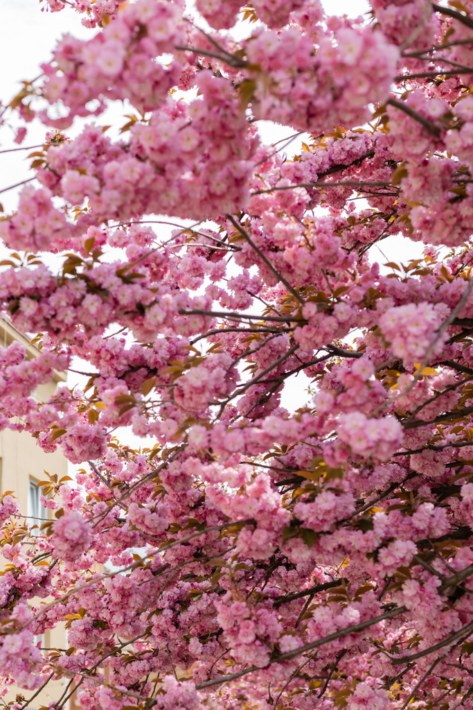 pink flowers on branches of blooming japanese cherry tree  - Photo, Image