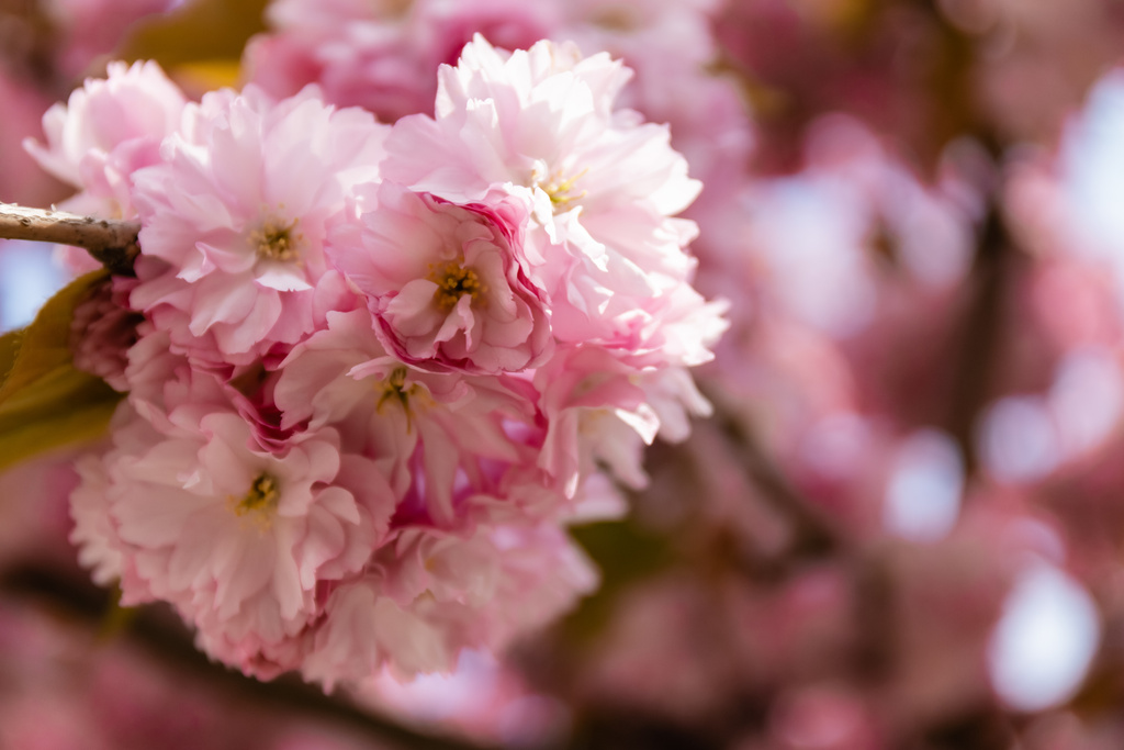 μακροεντολή φωτογραφία της ανθίζοντας ροζ λουλούδια της κερασιάς - Φωτογραφία, εικόνα