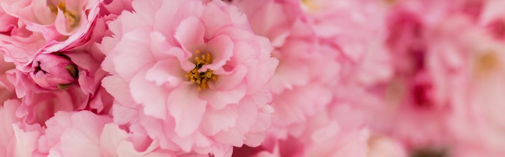z bliska widok kwitnących różowych kwiatów wiśni, sztandar - Zdjęcie, obraz