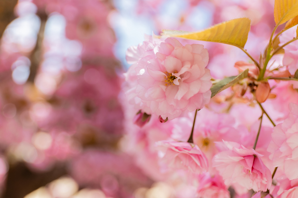 закрываем вид на розовые цветки ароматной вишни - Фото, изображение