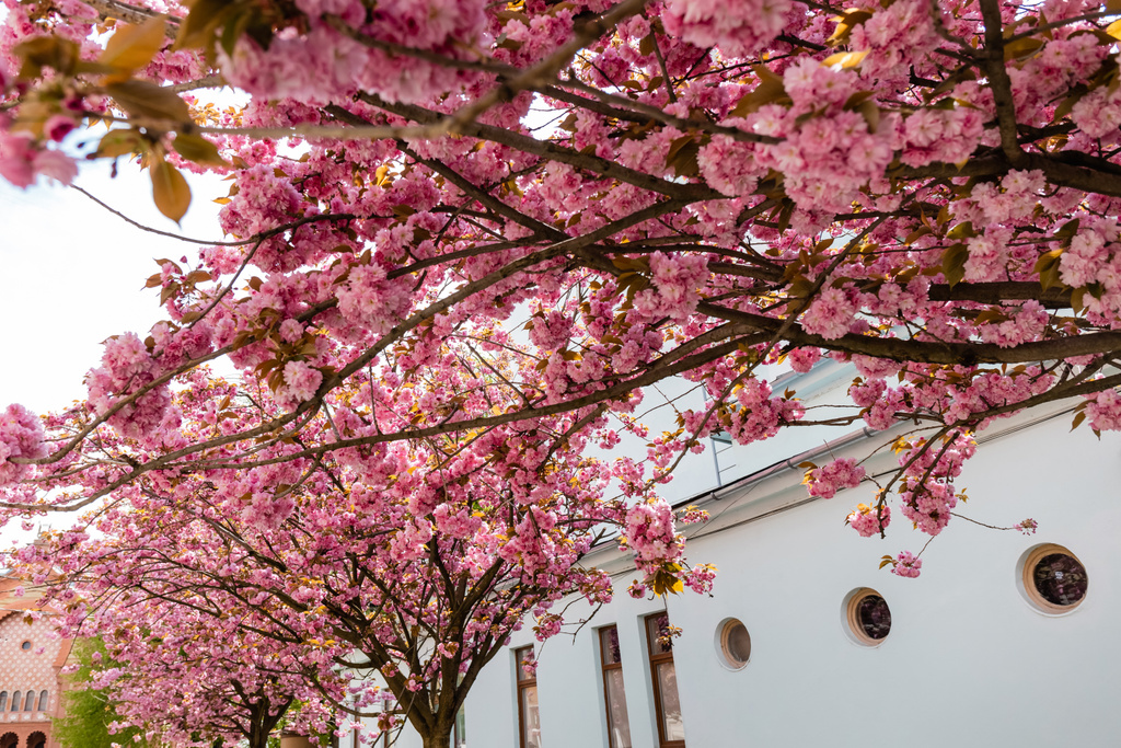 vista ad angolo basso di rami di fiori rosa in fiore su ciliegio vicino alla costruzione  - Foto, immagini