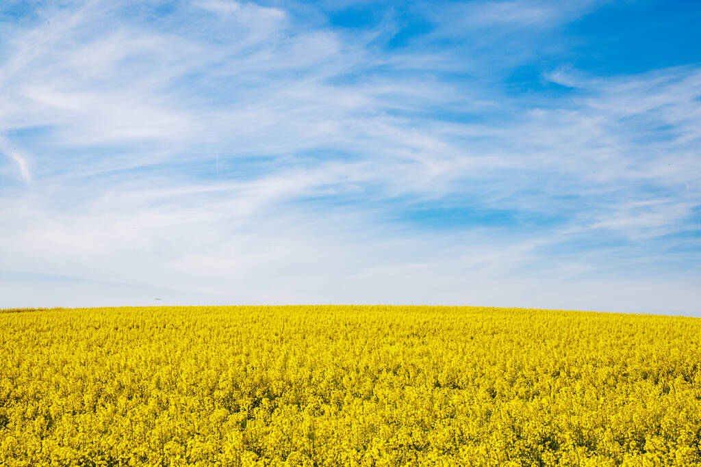 Duże wiosenne łąki kwitnące z jasnożółtymi małymi roślinami w górskiej dolinie z polami obsadzonymi przeciw dziennemu błękitnemu pochmurnemu niebu, w ciepłym kraju Bułgarii - Zdjęcie, obraz