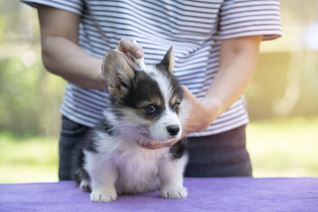 Κοντινό πλάνο γυναίκα εφαρμογή τσιμπούρι και θεραπεία πρόληψης ψύλλων και φαρμάκων για το σκύλο ή το κατοικίδιο ζώο της - Φωτογραφία, εικόνα