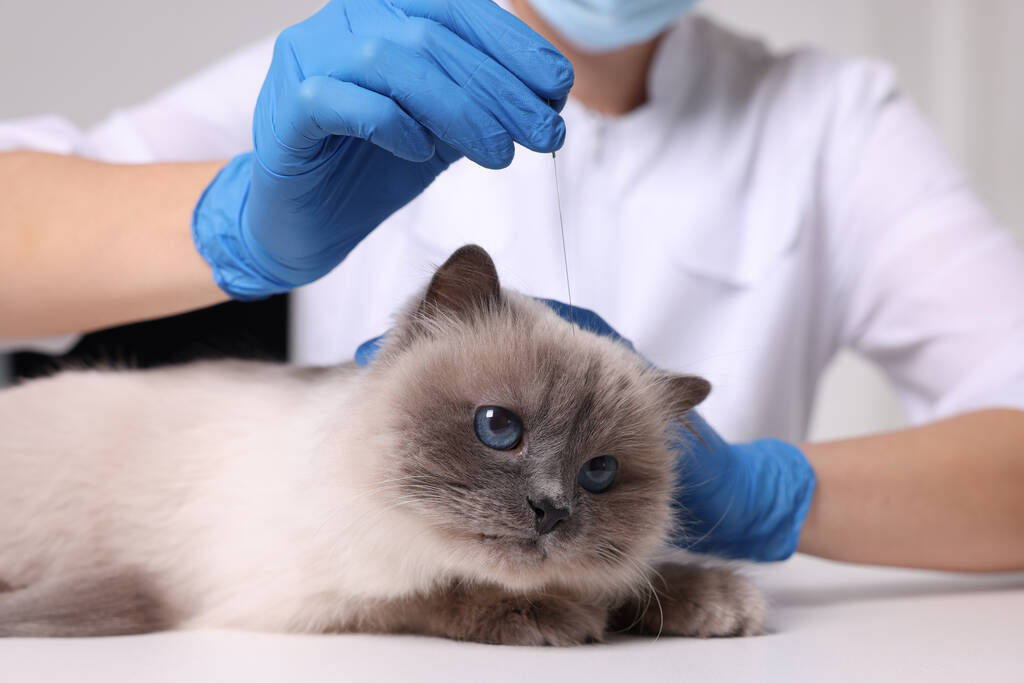 Ветеринар держит иглу для иглоукалывания возле головы кота в клинике, крупным планом. Лечение животных - Фото, изображение